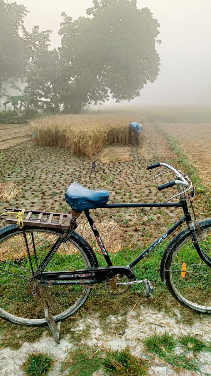 kakoritimes's tweet image. “मेहनत की खुशबू, सुकून की सुबह”

यह तस्वीर सिर्फ खेतों की नहीं, एक किसान की मेहनत और संघर्ष की कहानी कहती है।

सुबह की धुंध, ठंडी हवा और पकी फसल — सब मिलकर बताते हैं कि गांव का सुकून, शहर की किसी दौलत से कम नहीं।

सुप्रभात वंदन 🌹 आपका दिन शुभ हो 🙏