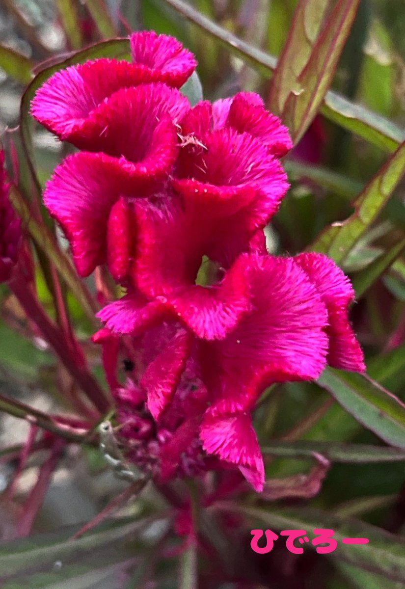 チーチー♪ (@chi_chi1908) / Posts / X