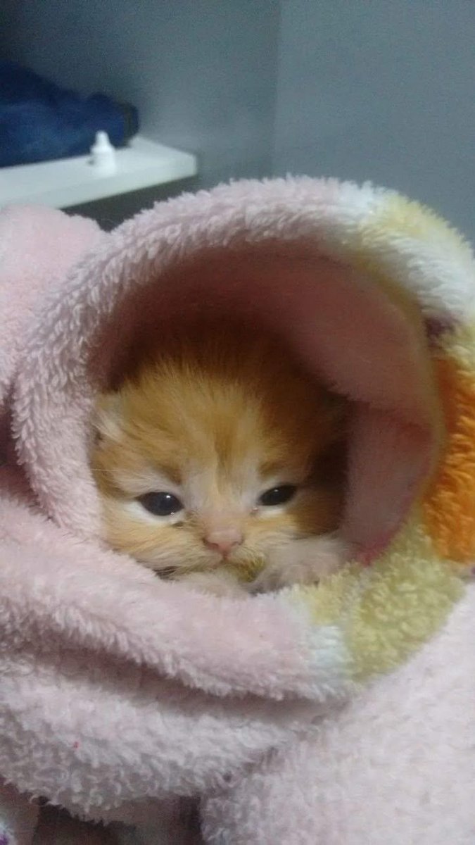 😻😻 (@kittenhideout) on Twitter photo 