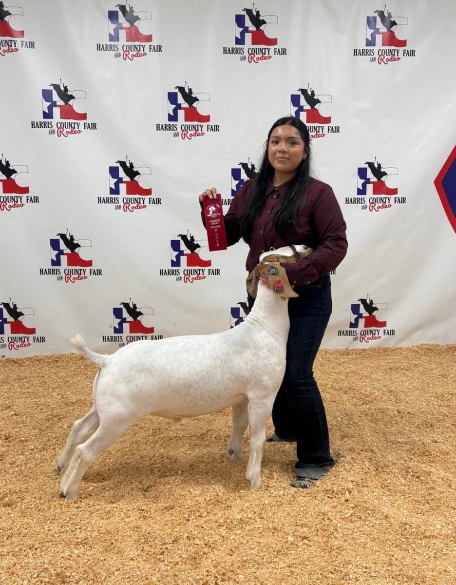MaydeCreekFFA's tweet photo. Huge congratulations to our exhibitors at the Harris County Livestock show today!
We are so proud of y'all! Great way to represent 💙💚
🐐Kaylee Gutierrez- Class 8 2nd Place
🐷Miah Johnson- Class 15 4th Place
#RPND #MaydeCreek #FFA https://t.co/f3SlntP2xB
