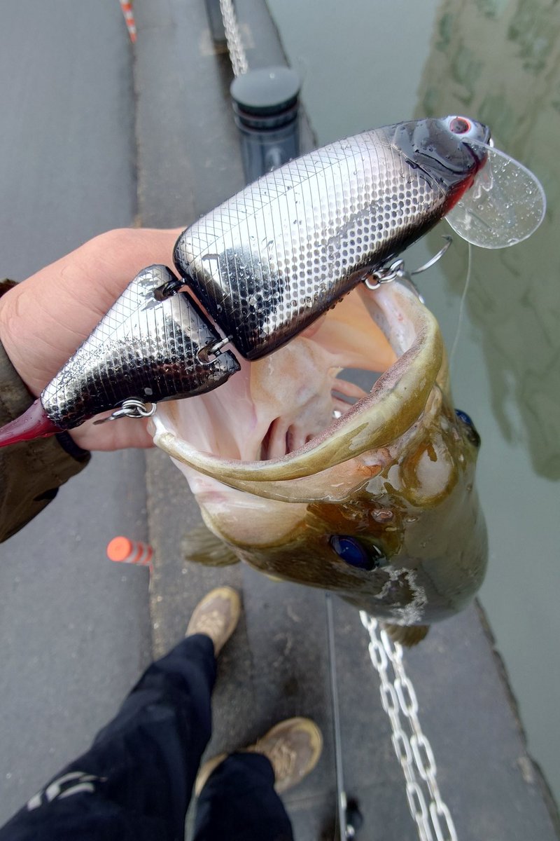 シンタローch.@MLFJapan ShoreAttackLeague2026参戦準備中