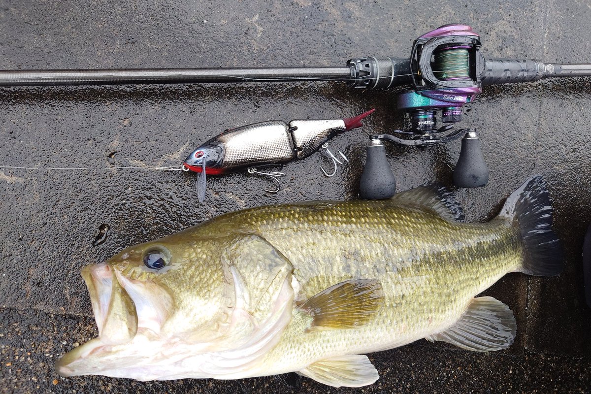 シンタローch.@MLFJapan ShoreAttackLeague2026参戦準備中