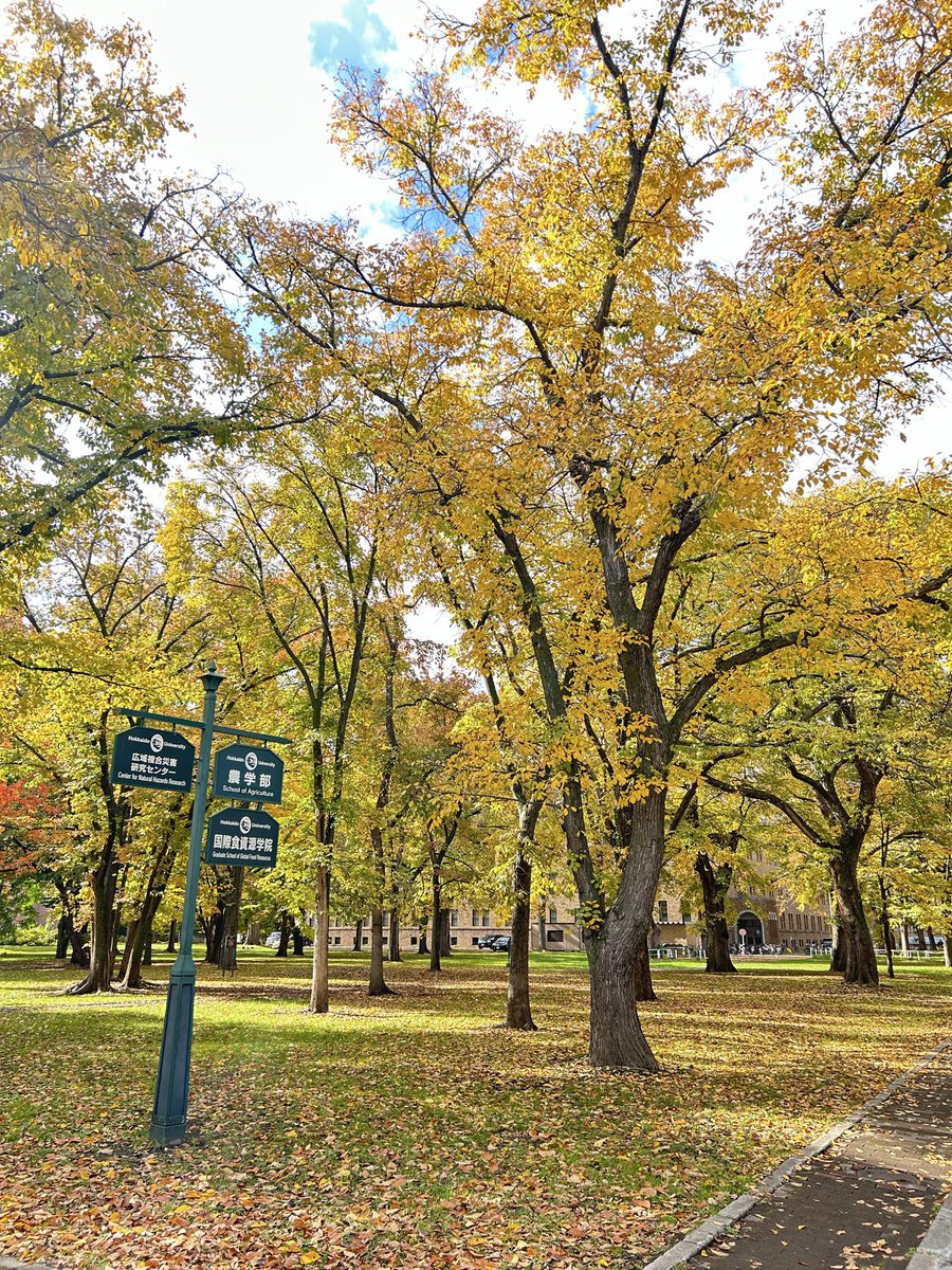 ‼️本日は北大マルシェアワード‼️

開場しました！
紅葉もきれいですよ🍁

🗓️10/25(土) 10:00-16:00
🗓️10/26(日) 10:00-15:00
📍北大農学部

✨入場無料✨

🛍️販売商品🛍️
野菜、米、スムージー、ポテトフライ、
ハンドクリーム、ステッカー
etc…

ぜひ来てください♪