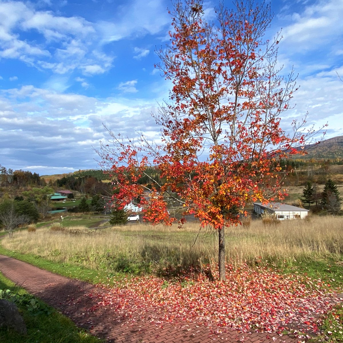 アンに倣いアヴォンリー ポストの前の真っ赤なカエデの木に「スカーレット」と名前をつけました。木の葉が散って赤い絨毯ができています。

アヴォンリー ポスト、本日も開店しました！

#カナディアンワールド
#avonleapostアンとダイアナの手紙
#芦別市