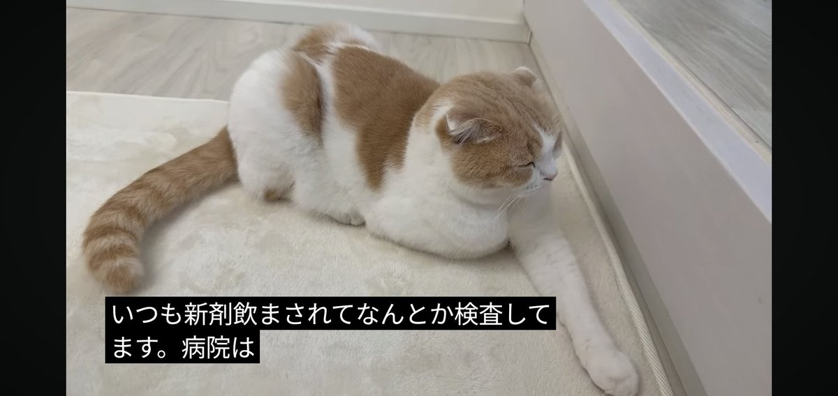 フォウ (@EMs5B5rXk3nxWbS) / Posts / X