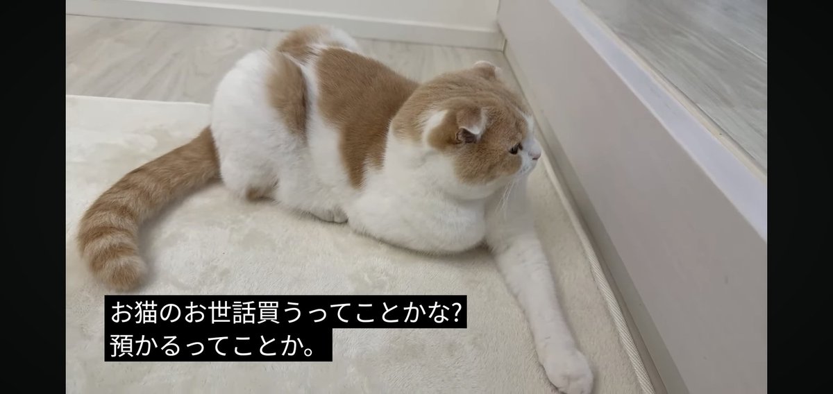 にゃ♡ フォウ (@EMs5B5rXk3nxWbS) / Posts / X