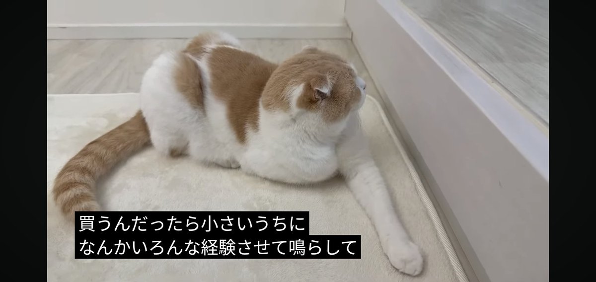 フォウ (@EMs5B5rXk3nxWbS) / Posts / X