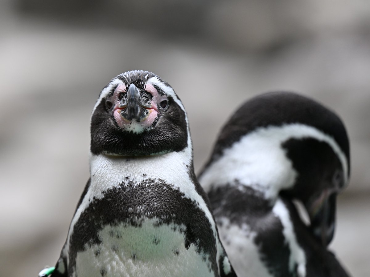 zooman_koichi's tweet image. どうして そんなに寒がっているの？
と言われているような（笑）
#フンボルトペンギン #ズーラシア #penguins #ZOORASIA