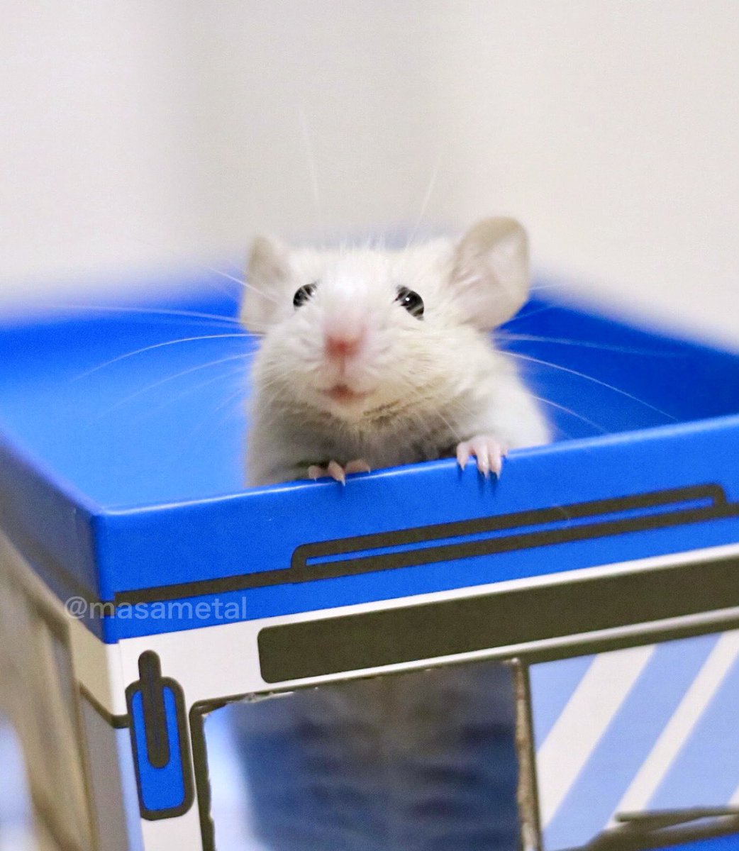 バスの中からトッポくんが癒しマウスエネルギーを送ります🐭🚌✨良い週末を！

#mouse 
#お空のトッポくん