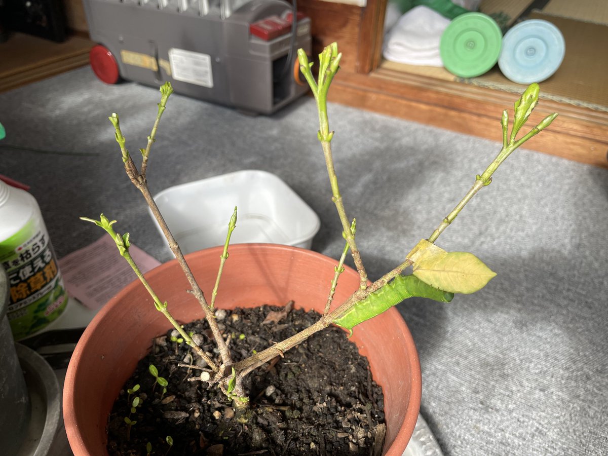 ふがし　緑中心 オオウスバ ふがし 緑中心 オオウスバ オオキバウスバカミキリ (オス)