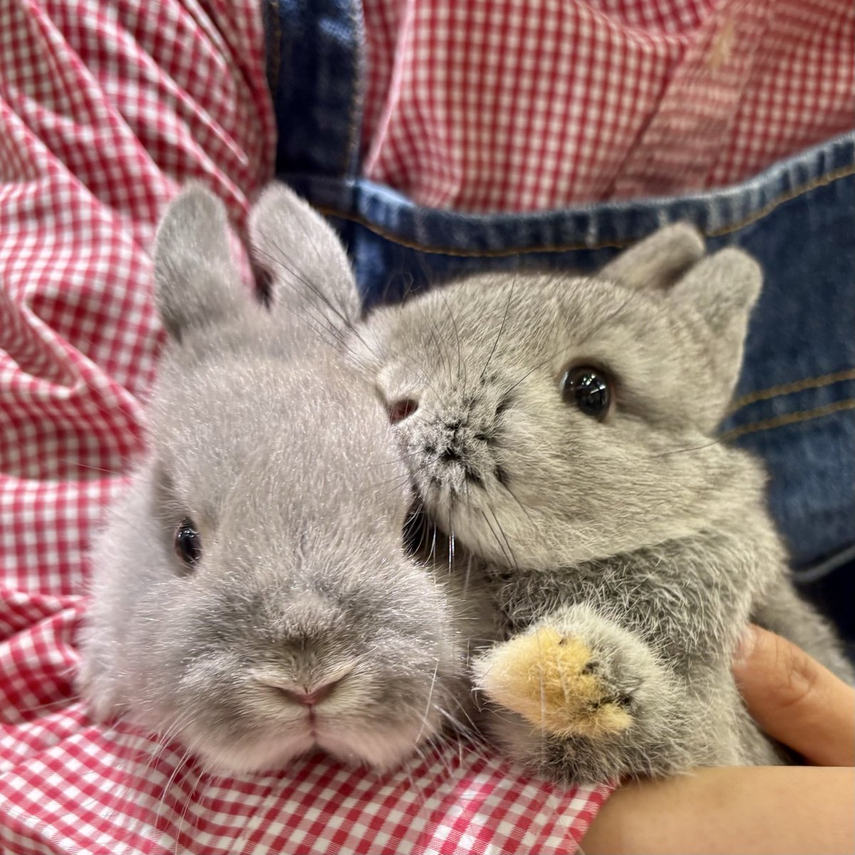 うさぎのしっぽ横浜店 on X