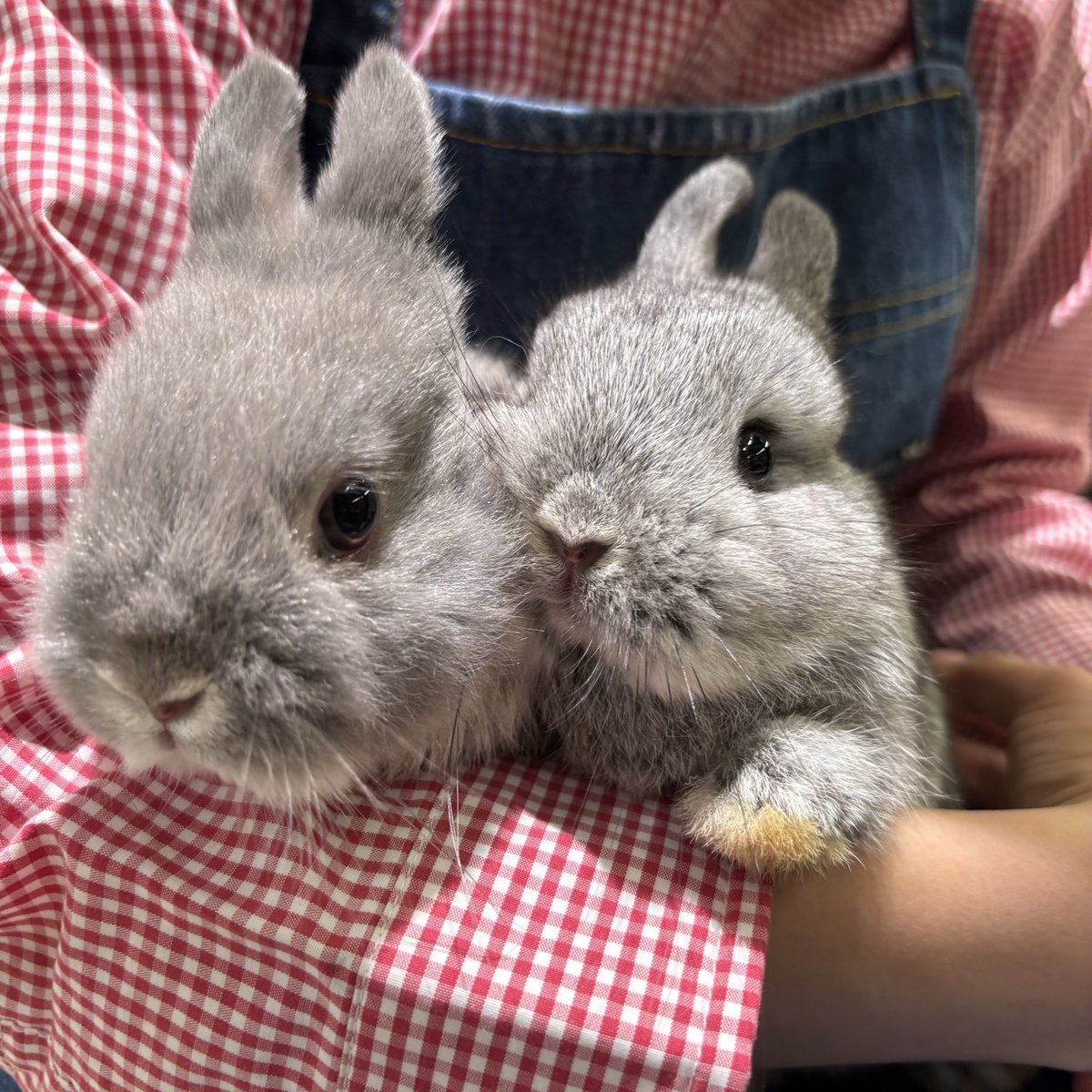 波乗りうさぎさま専用　123cm KanazawaPoles 波乗りうさぎさま専用 123cm KanazawaPoles 波乗りうさぎさま