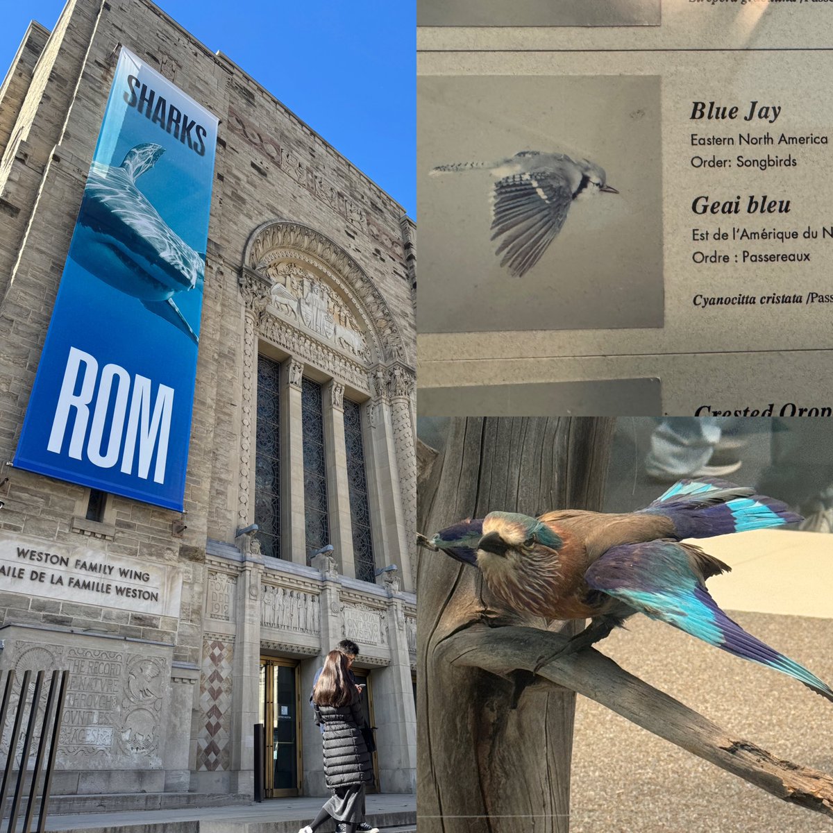 Let's go Blue Jays😆😆😆