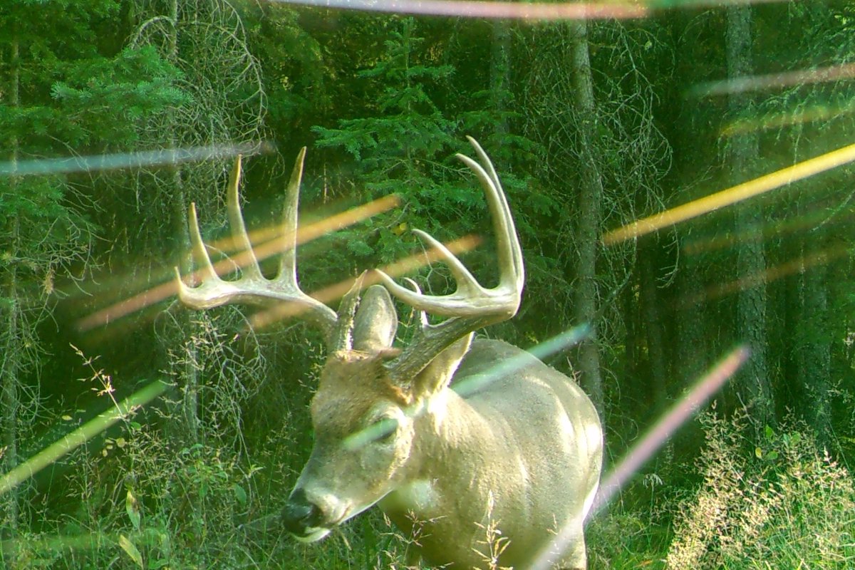 Dendritic_View's tweet image. I need to clean the cobwebs of the camera - but this would be a solid looking boy

#TrailCam
#WhiteTailedDeer