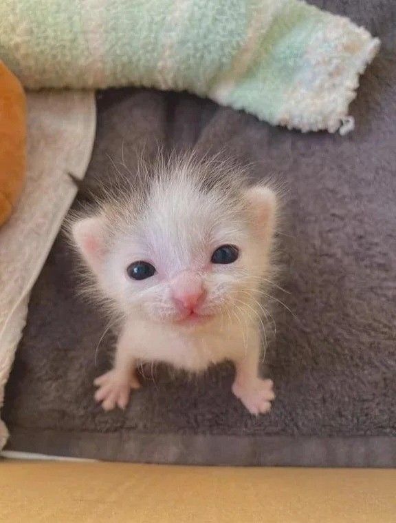 Posts Of Kittens🐾 tweet media