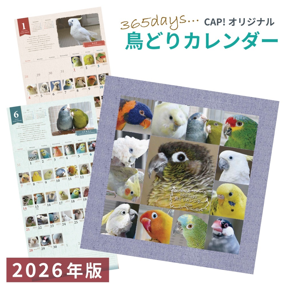 鳥 様 ご購入予定品 CAP!さんの365日カレンダー入荷しました！ 毎年、11月下旬には完売して