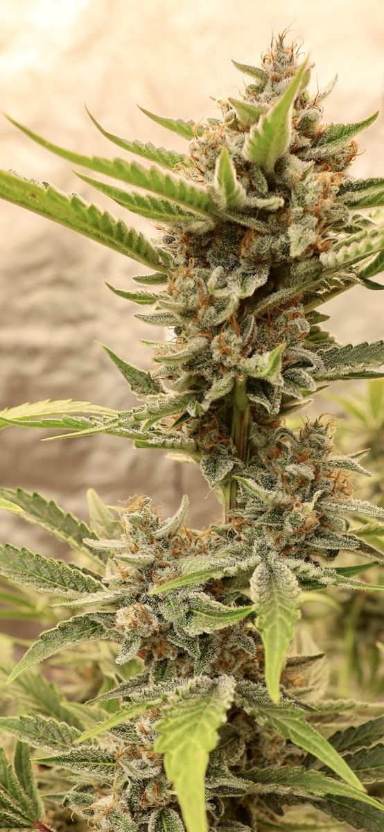 Day 101, Indigo Haze 😮‍💨