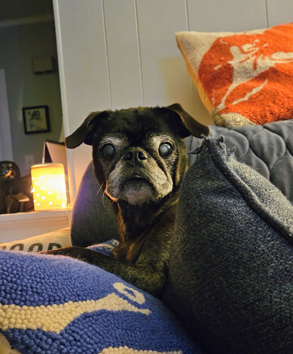 MisterPemberto1's tweet image. I see the weekend friends 😉👊💙 #TGIF #fridayfeeling #fridayfun #FridayVibes #puglife #pugs #pugsoftwitter #dogsoftwitter #dogsofx #tripawd #seniordogs #seniorpugs #mainedogs #mainelife #maine