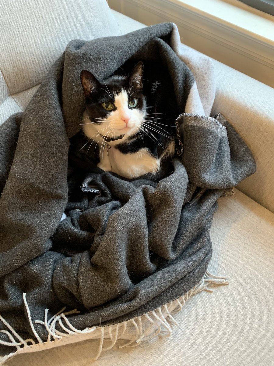 PetRehomingNet's tweet photo. 💖 Sweet Tuxedo Cat for Adoption in Cornelius, NC!
Meet Kitty Poo — a 17-year-old black-and-white beauty who’s loving, talkative, and full of heart.  
https://t.co/ps3D29caHQ 
#AdoptKittyPoo #CharlotteNC #CorneliusNC #TuxedoCat #SeniorCatLove #AdoptDontShop #PetRehomingNetwork https://t.co/O2qLJ1uv6g
