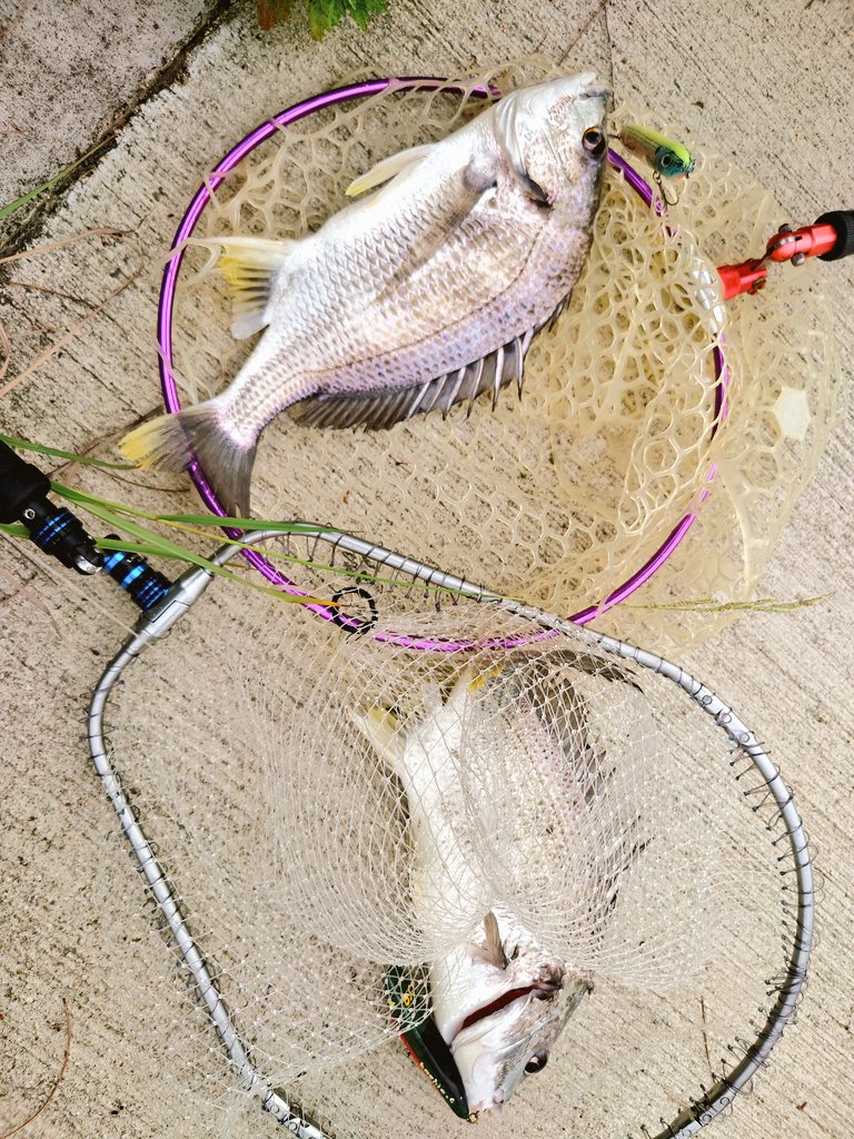 釣和 ページ L 釣和 ページ L フィッシングマックス公式 on X