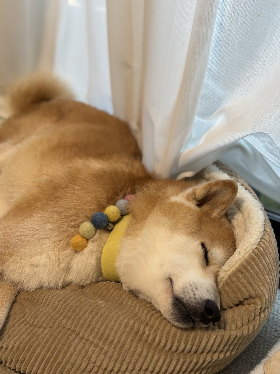 こんにちは☔️

まだ10月なのに寒いくらい😨💦
昨日はサモエドカフェに行って来ました🐶

柔らかくてモフモフの毛✨
癒された……けど　やっぱり触りたいのはちょっと硬めの短毛🥹😂

久しぶりの竹下通り　カピバラさんカワウソさん　ミニブタさん🐽カフェもあってビックリでした🫢笑