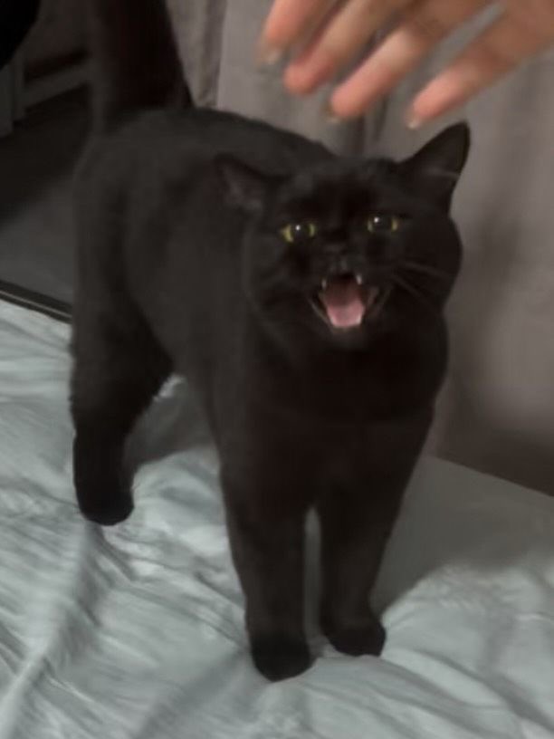 visualscat's tweet image.