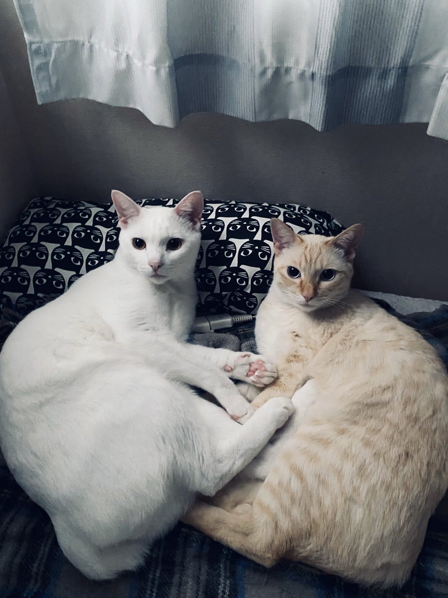 micco＊様 Interplay between Mitochondrial Metabolism and Cellular