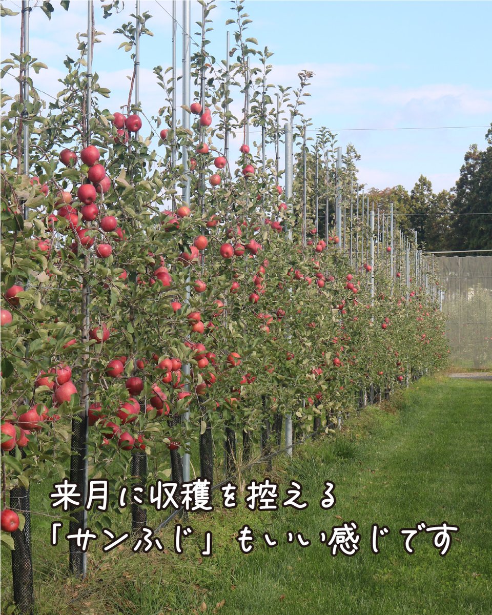 りんご大学 on X