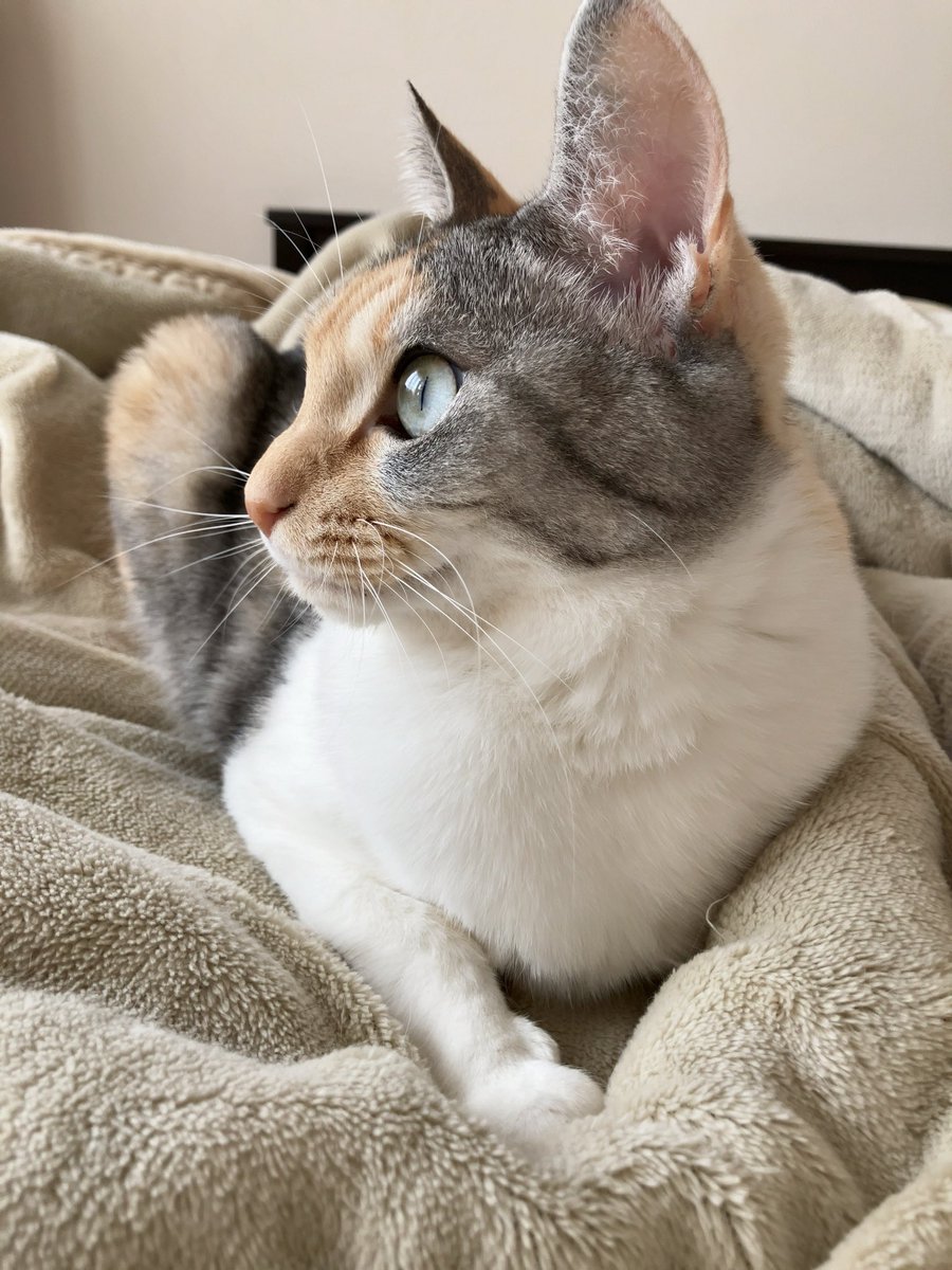 ミケ猫ฅ^•ω•^ฅ★ ミケ猫 (ミニ) 01S – JEKCA-SHOP