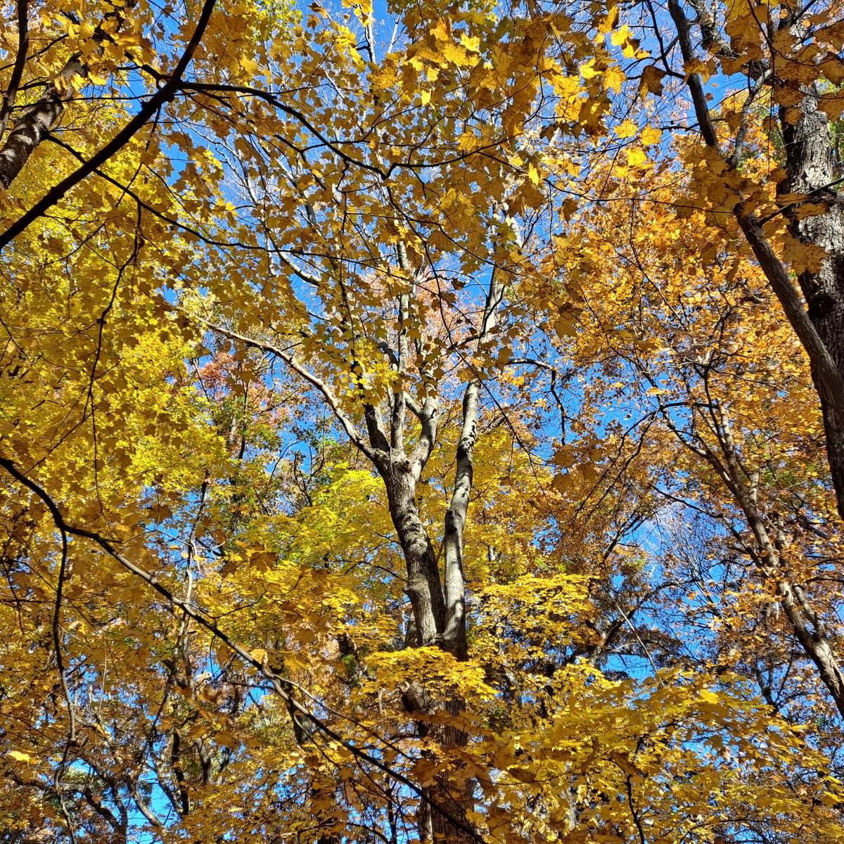 Happy Hikes Fall Colors Tour: 2025
This year has been difficult timing color changes due to late warm temps &amp; 50 mph winds. 
This week, I visited two favs, Nerstrand-Big Woods &amp; Lake Maria State Parks...beautiful! 🍁🚗❤️😎