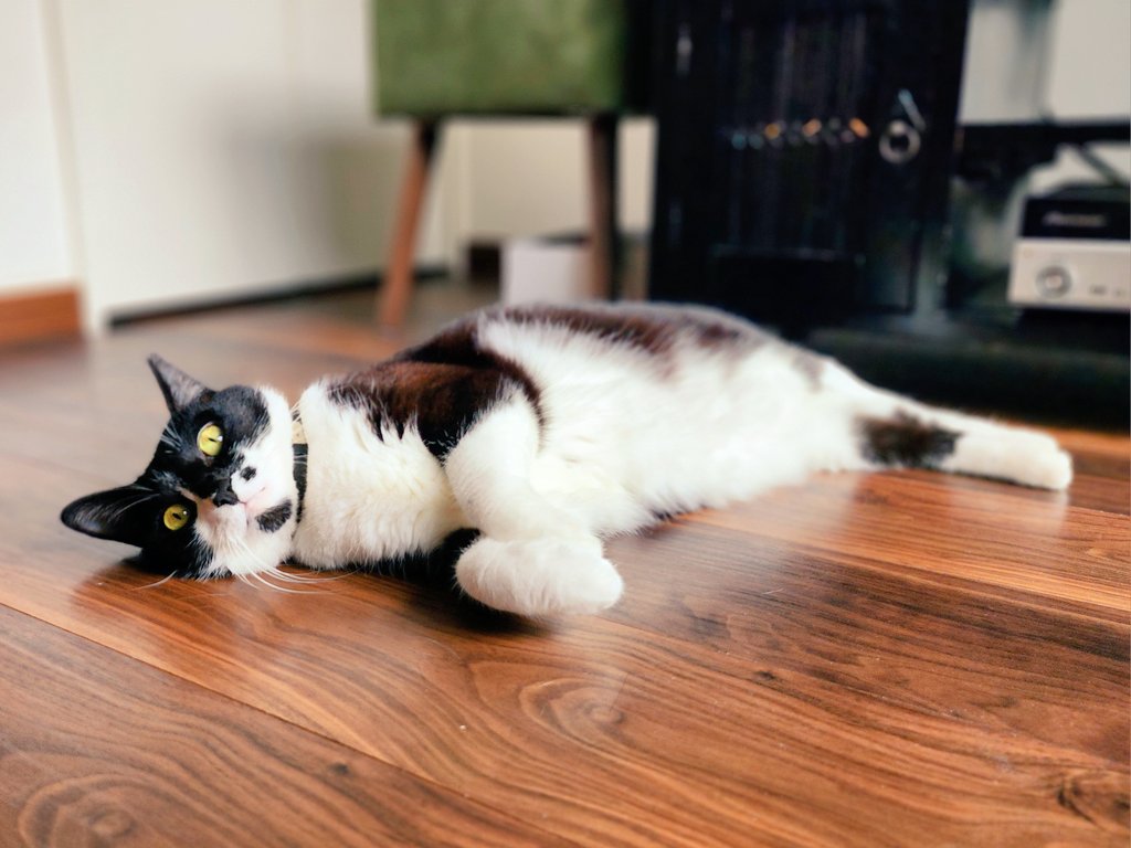 tukiminyan's tweet photo. 床暖房をつけたので、さっそく落ちている猫。 https://t.co/XDs55uA6Ks