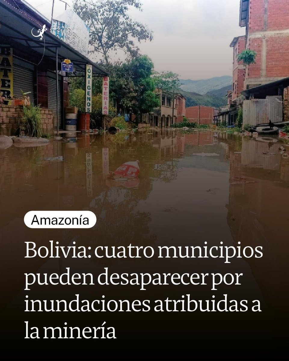🚨🇧🇴 En #Bolivia, cuatro municipios, incluyendo Tipuani y Guanay, podrían desaparecer debido a inundaciones atribuidas al desvío de ríos causado por la minería aurífera informal e ilegal. Esta es la situación. es.mongabay.com/2025/10/bolivi…