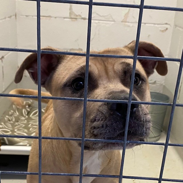 Petfind TORONTO tweet media