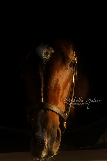 Three of my favorite Whit Beckman friends…Drexel Hill, Flying Mohawk, and Raspberry! So happy to see Drexel and Mohawk back, and Raspberry just has the best name!!!  🏇🏻😊🏇🏻