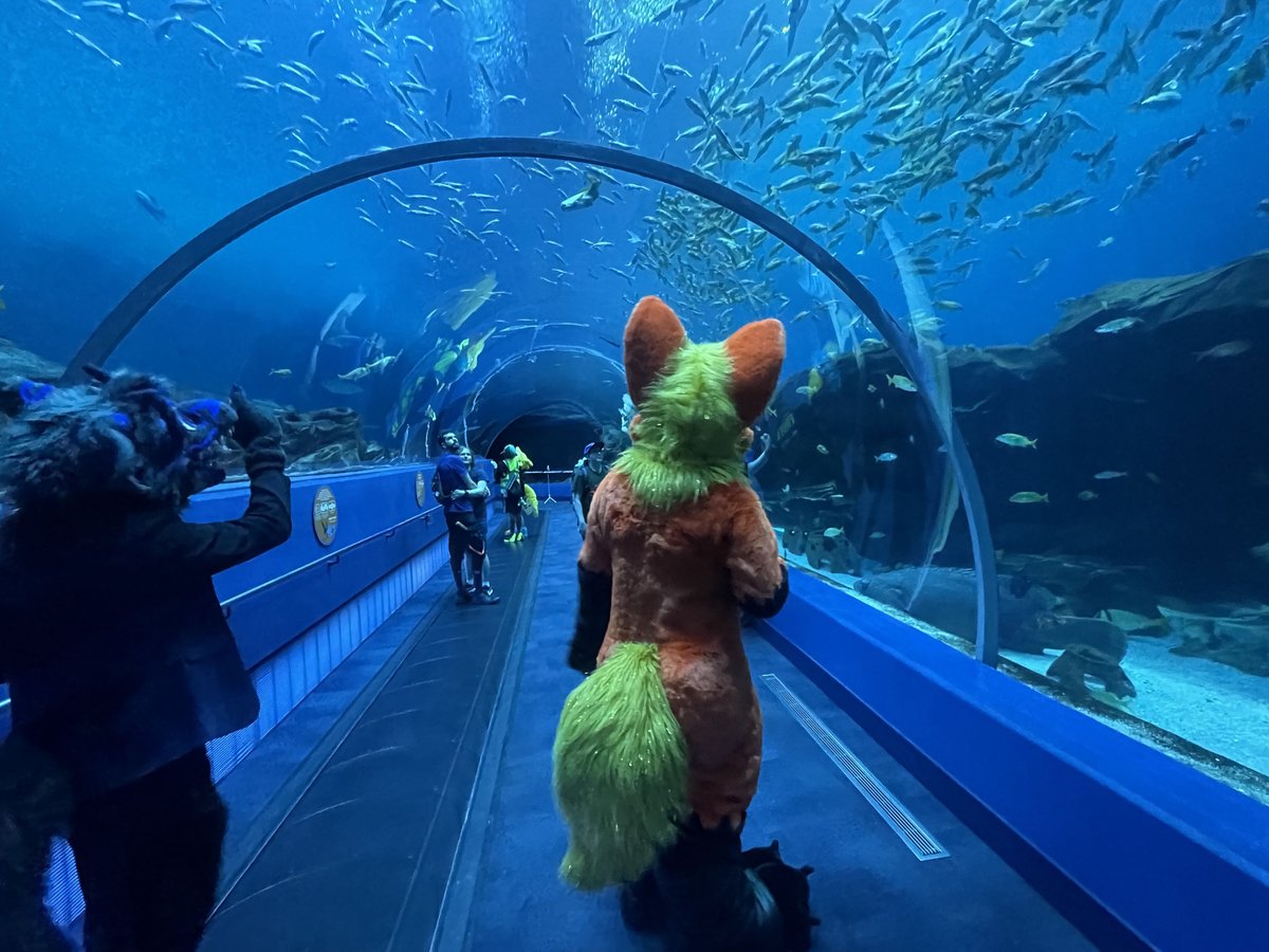 Imagine the mesmerizing sight of being underwater as a fire type though? This is certainly not a familiar thing to see, but boy was it quite entrancing! Maybe if I'm lucky, I'll see a Vaporeon? Hoping for the best this #FursuitFriday !

📍: FWA 2025
📷: <a href="/CreamsicleDog/">Wick</a>