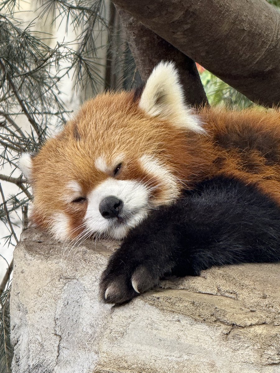 グミちゃんが那須に来た時に、与一が新しい嫁が来たと勘違いして張り切ってるって飼育員さんが言っていたのをふと思い出した😅
#与一 🌈
#レッサーパンダ
#那須どうぶつ王国