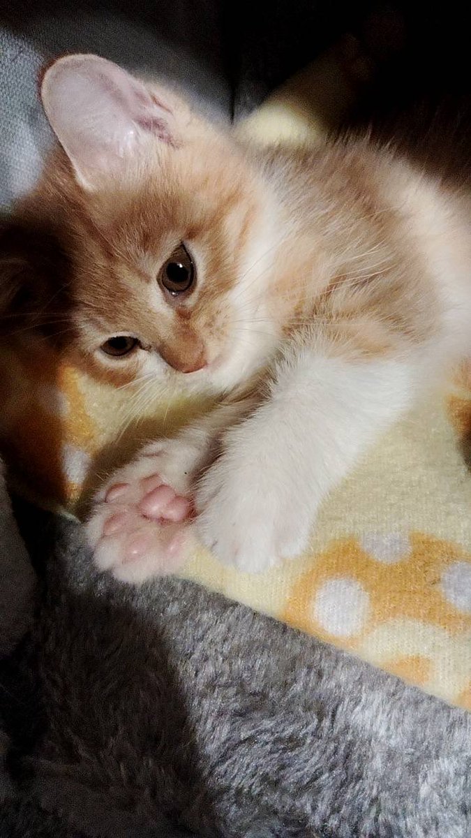 hanapi18nyan's tweet photo. 実家で飼い始めたネコ🐱かわいすぎる https://t.co/Cd2xJAzBpI