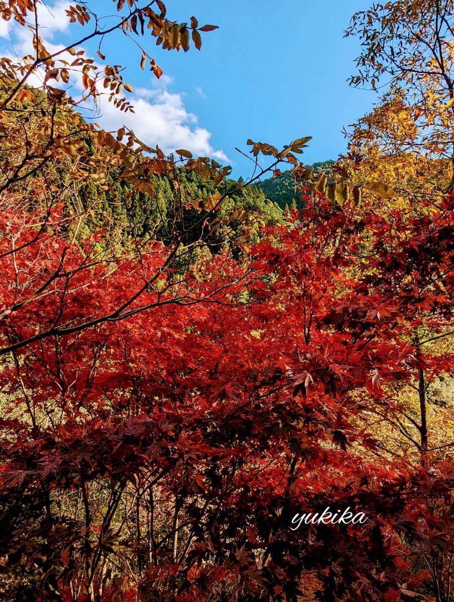 ryu ryu 3❌No DMs please🐯🍥🍚😋🎹🎸 fx