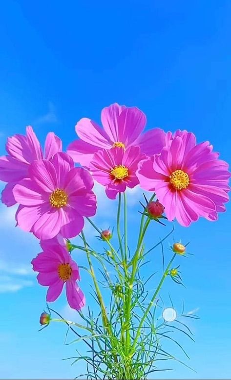 laddi_kaur's tweet photo. Good morning 🌷☕️🌷 https://t.co/yQrbHbVr1U