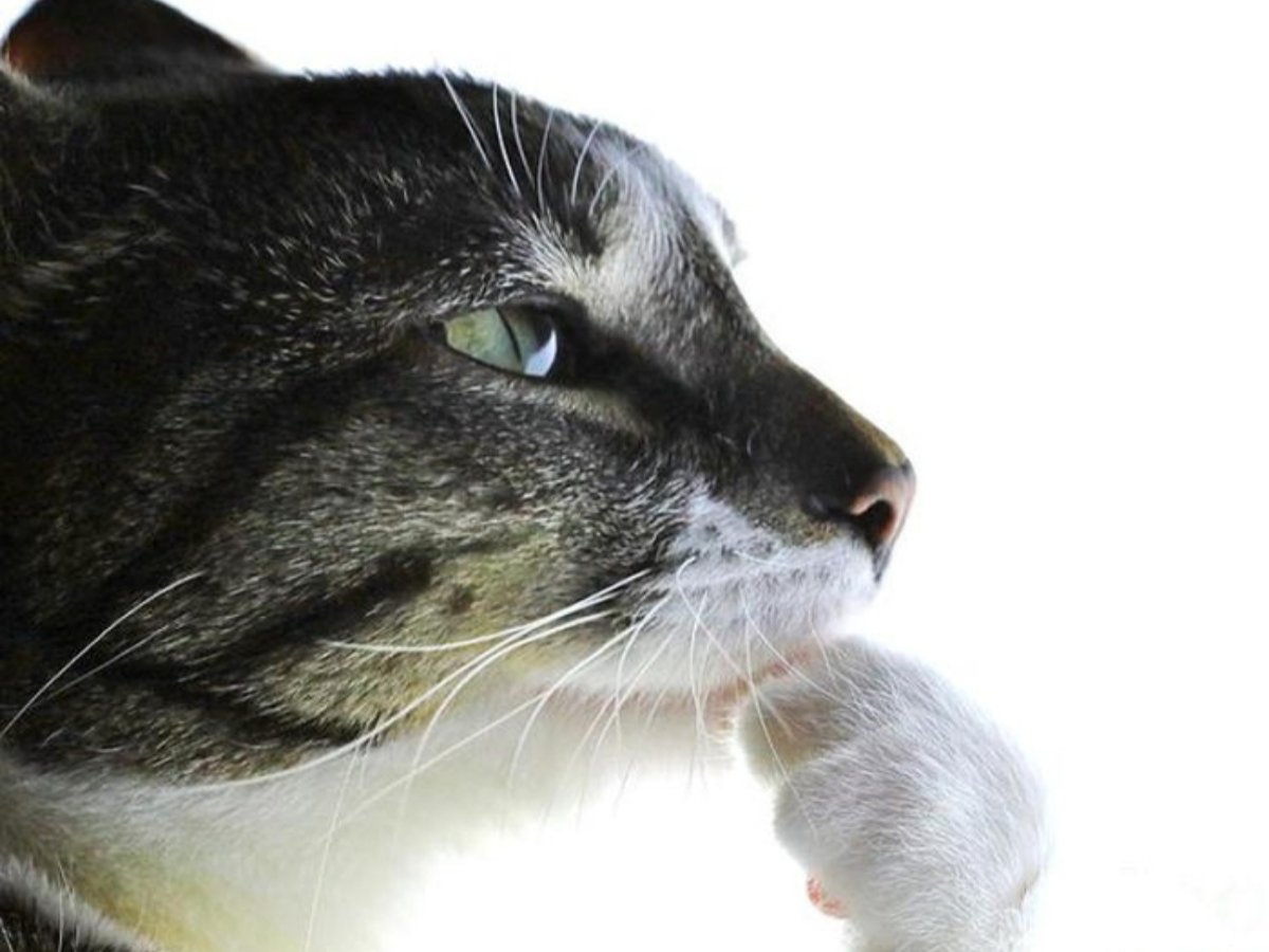 0 motivation to speedrun anything rn, should i start streaming valorant..