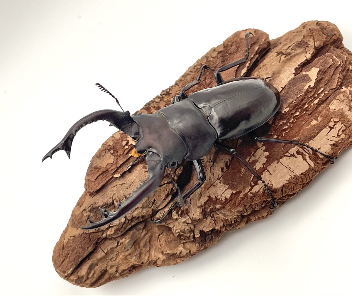 昆虫ショップよかむらの森 on X