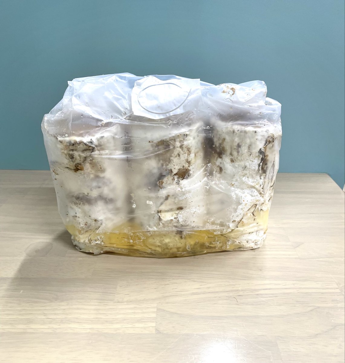 昆虫ショップよかむらの森 on X