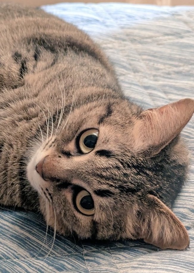 本日のゆず😈にゃん

まだゴロゴロしていますが

いつも近くで甘えてくれます✨️

かりん👼はツンデレw

本日も宜しくお願いします🍀