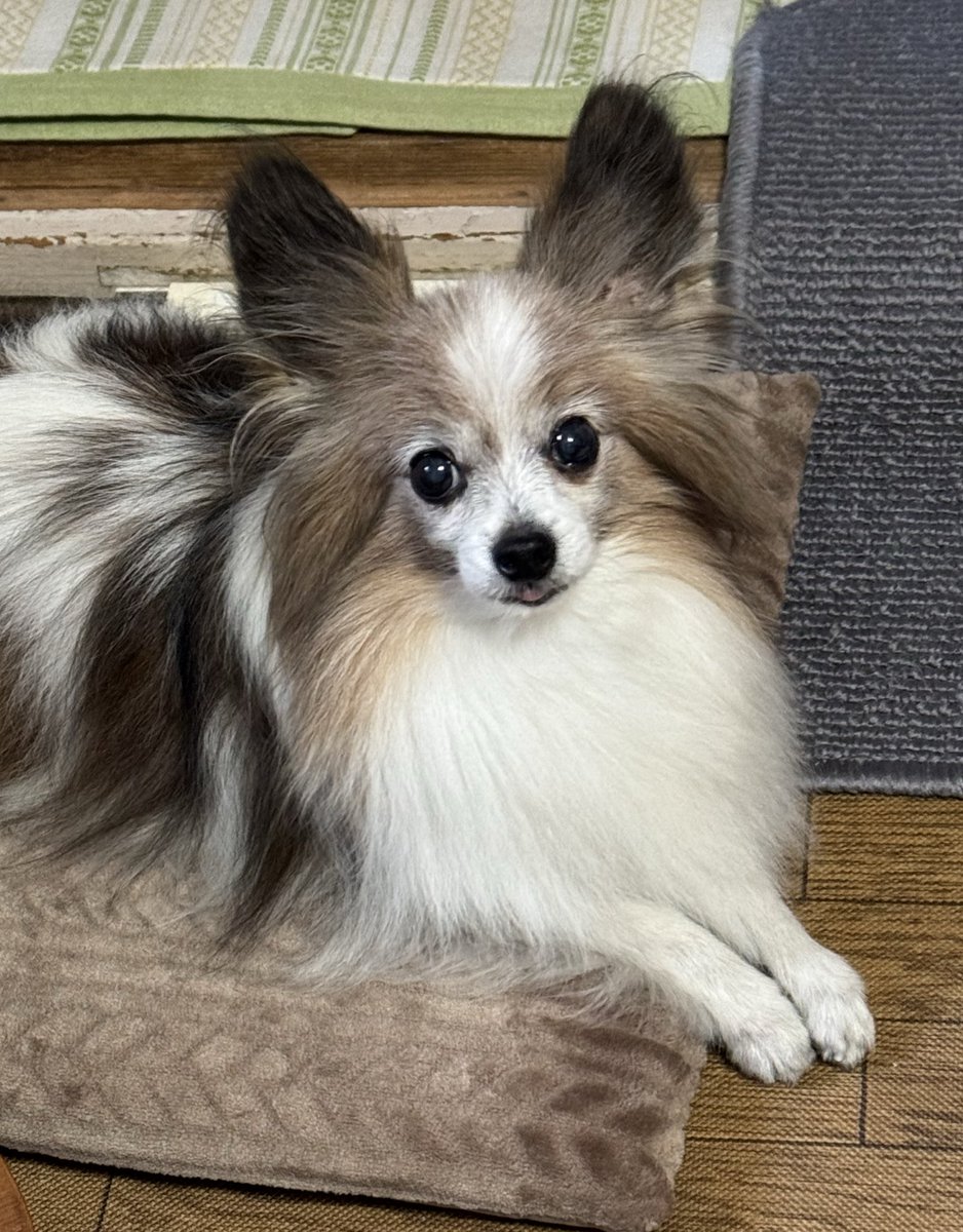 ちょこの左目👁️
悪化したので目の専門病院に行ってみました🏥
なんと隣の町に開院した新しい病院
です🏥✨
とりあえず目薬をさしてどれくらい回復できるか様子をみることに😥
回復しなければ手術になるかも😿

目の専門の先生とても良い先生で
行ってよかった😊