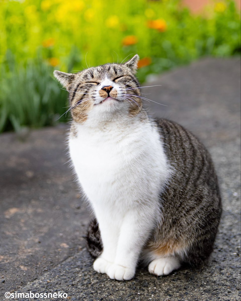 にゃんこ島 にゃんこ コロプラ、『ほしの島のにゃんこ』に新エリア「みなとまち」が登場