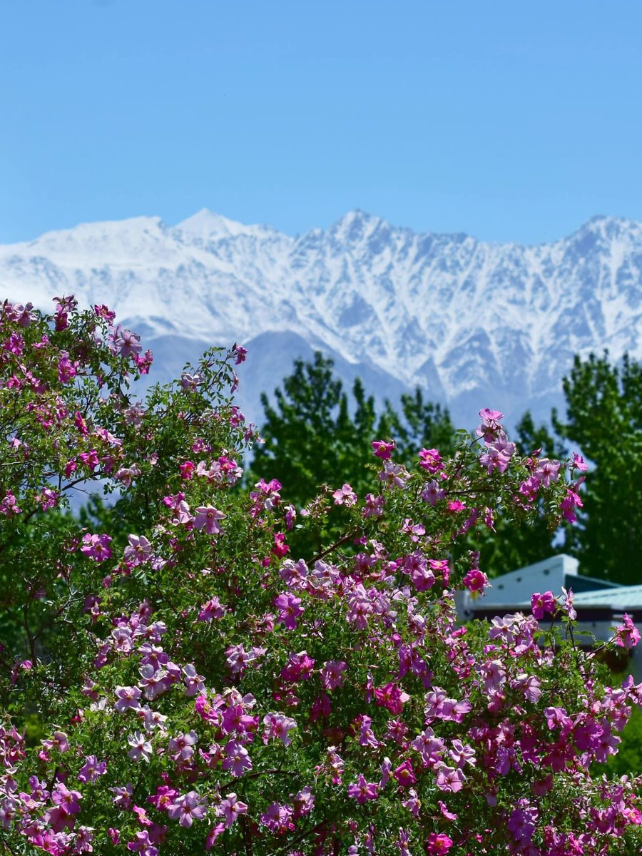 Vic_k_ey's tweet image. Nature&apos;s wonder - The beauty of blooming roases in cold desert...

#GoodMorning #Pals 🌄🍀🐦
Wishing you an enthusiastic #Saturday, Very Warm Regards🌲🌹🙏

#IncredibleIndia 🇮🇳- Abundance of blooming roses at Diskit Gompa, Nubra Valley, UT of #Ladakh...