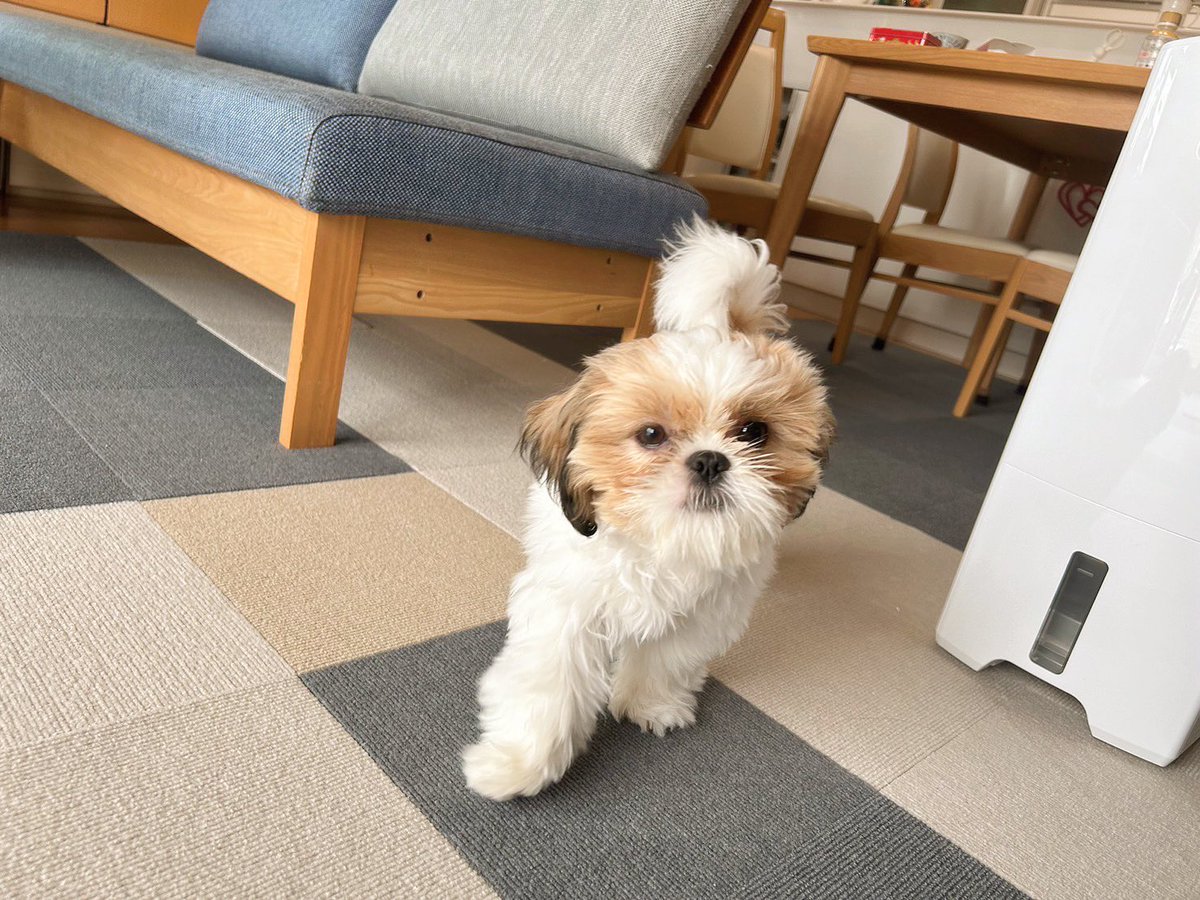 メルちゃん •ᴥ• on X