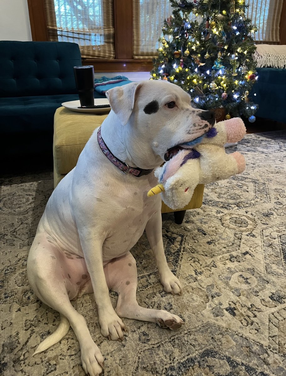 PetRehomingNet's tweet photo. 🐾 Meet Chu Chu, a 7-yr-old American Bulldog from Grand Rapids, MI with a heart of gold. Loyal, loving &amp; protective 
 https://t.co/JFB3SFy1wA

#AmericanBulldog #GrandRapidsDogs #AdoptDontShop #DogAdoption #MichiganDogs   #AdoptABulldog #ForeverHome https://t.co/XedJxAxjoc