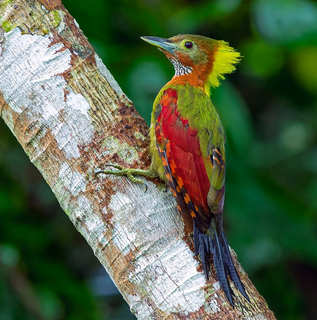 TheBatBotLab's tweet image. Ready for the lumberjack gala 🪵💫: The Checker-throated woodpecker (Chrysophlegma mentale) arrives in full color to remind us that camouflage is overrated🌈🔨. Photo: Tan Tc. #Biodiversity #Wildlife #Birds #Birding #WildlifePhotography #NaturePhotography