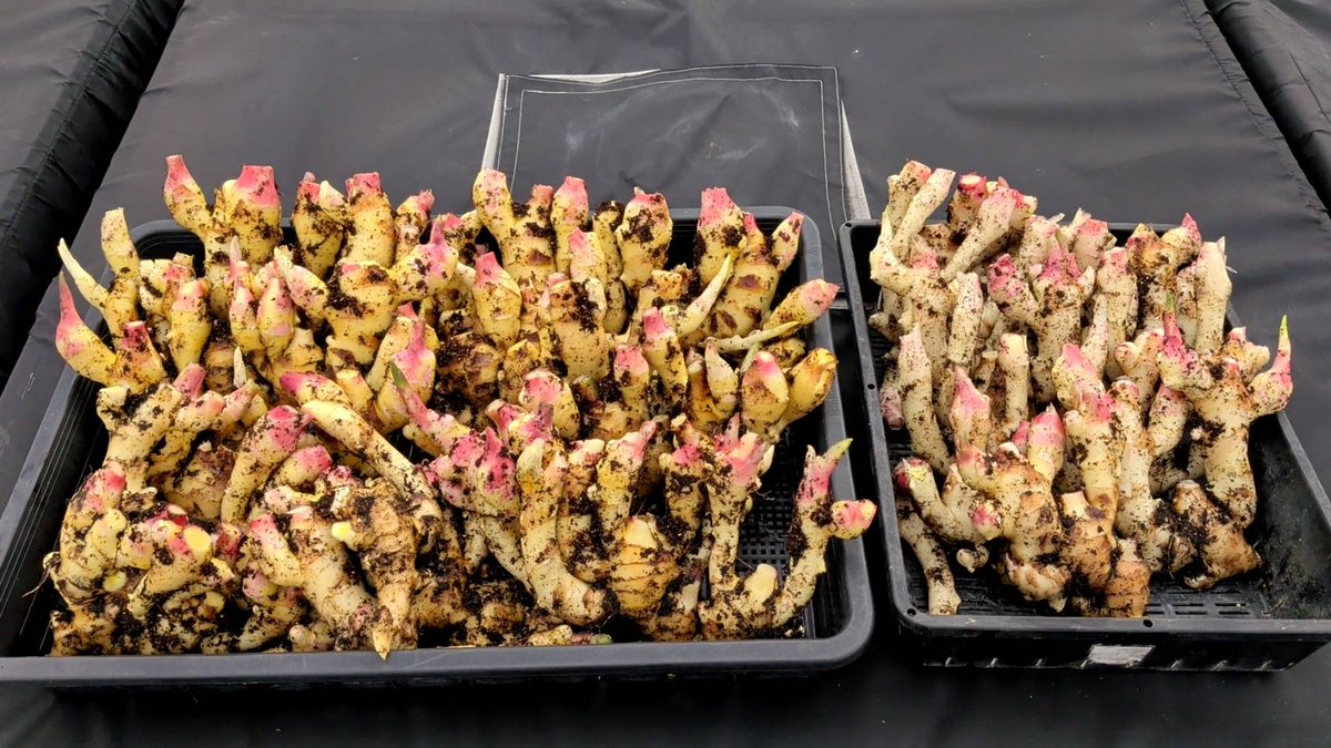 生姜収穫しました。
プランター4つ分。

わが家は生姜とにんにくの消費量が普通ではないので、これで足りるのだろうか…